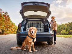 Hundebox: Der ultimative Ratgeber fürs Auto Für Hunde muss die Hundebox im Auto groß genug und sicher befestigt sein. Foto: Ocean23