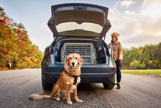 Hundebox: Der ultimative Ratgeber fürs Auto Für Hunde muss die Hundebox im Auto groß genug und sicher befestigt sein. Foto: Ocean23