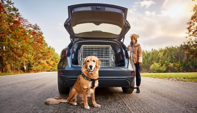 Für Hunde muss die Hundebox im Auto groß genug und sicher befestigt sein. Foto: Ocean23