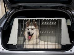 Hundetransportbox: Mehr Sicherheit für Hund und Autofahrer Bei dieser Hundetransportbox passt alles perfekt. Foto: Adobe / Marcella Miriello