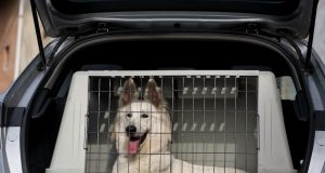 Hundetransportbox: Mehr Sicherheit für Hund und Autofahrer Bei dieser Hundetransportbox passt alles perfekt. Foto: Adobe / Marcella Miriello