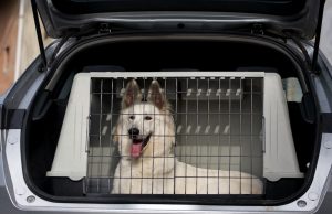 Hundetransportbox: Mehr Sicherheit für Hund und Autofahrer Bei dieser Hundetransportbox passt alles perfekt. Foto: Adobe / Marcella Miriello