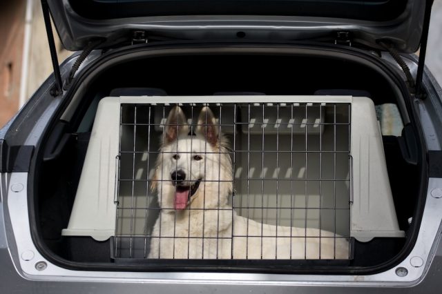 Bei dieser Hundetransportbox passt alles perfekt. Foto: Adobe / Marcella Miriello