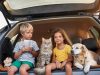 Tiere im Auto: Kinder, Katzen, Hunde – die besten Tipps zur Unfallvermeidung Kinder und Tiere im Auto: Ja, das kriegt man hin. Foto: Ocean23